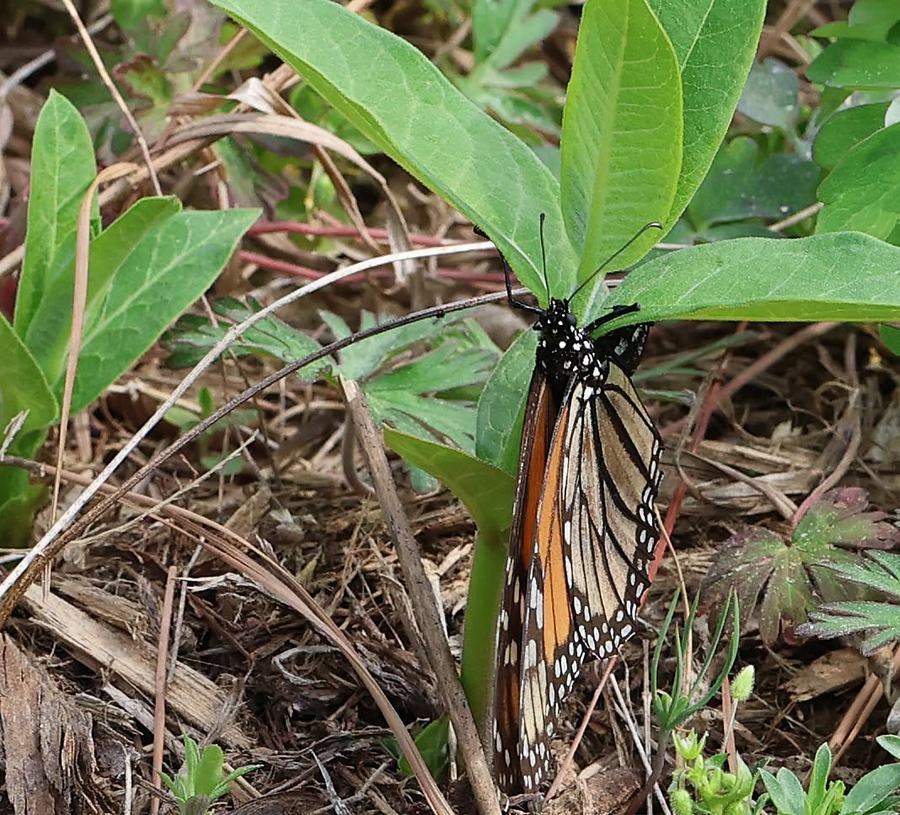Monarch butterfly laying an egg on common milkweed in early April