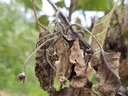 blossom blight in apple