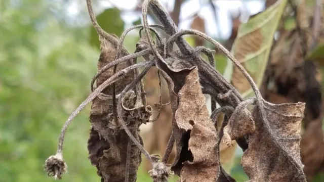 blossom blight in apple