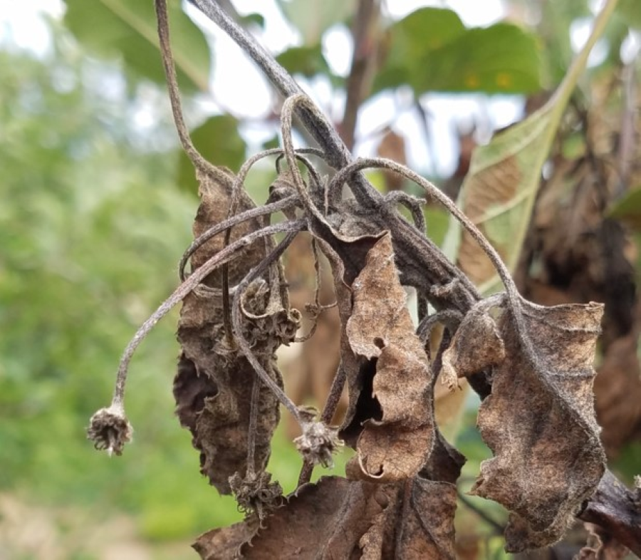 blossom blight in apple