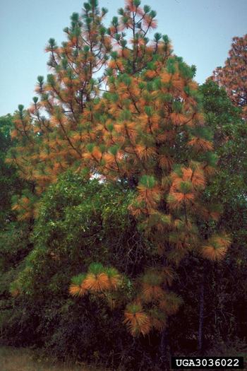 Loblolly pine demonstrating drought stress with yellowing or browning needles.