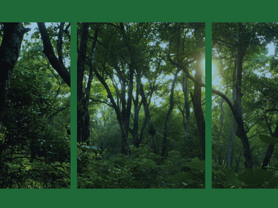 Panoramic picture of forest divided into 3 pictures.