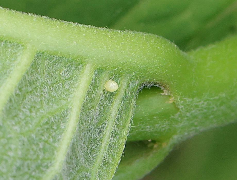 Monarch egg on milkweed