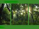 Forest scene broken into 3 panes.