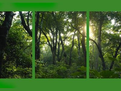 Forest scene broken into 3 panes.