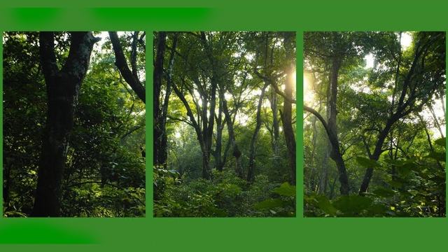 Forest scene broken into 3 panes.