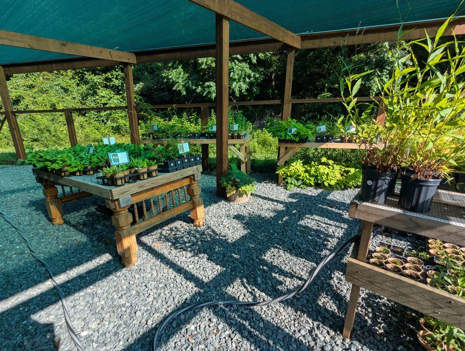 Four wooden tables with shade loving plants on them in a shaded portion of a nursery