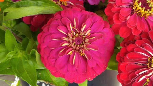 Bucket of colorful Zinnia flowers