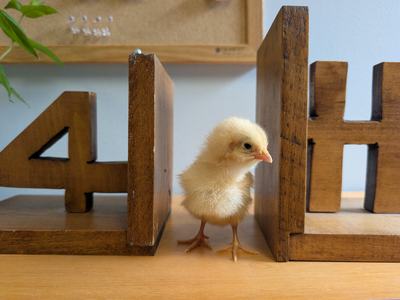 A yellow chick standing between a two 4-H bookshelf ends