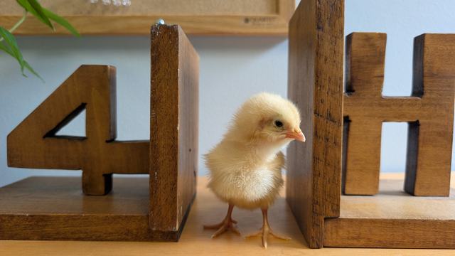 A yellow chick standing between a two 4-H bookshelf ends