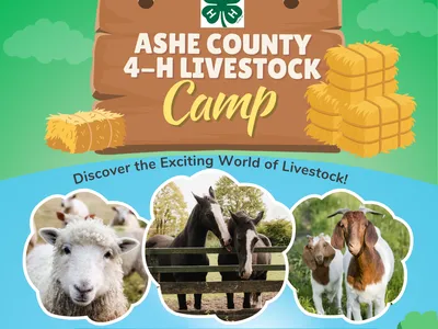 4-H Livestock Camp 2026 Flyer