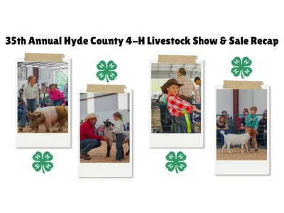 Event recap graphic for the 35th Annual Hyde County 4-H Livestock Show and Sale. The image features the green 4-H clover logo alongside a collage of five photos showing youth participants showing pigs, lambs, and goats in a dirt arena.