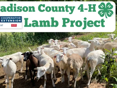 Image of Katahdin sheep on pasture