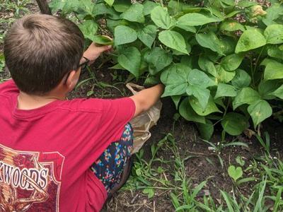 Boy reaching down to pick beans from his garden.