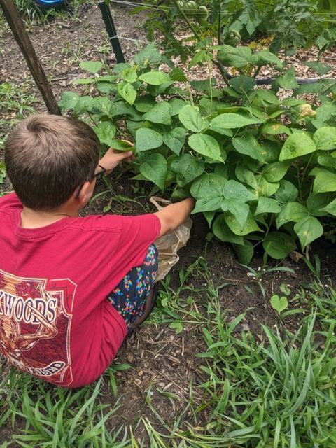 Boy reaching down to pick beans from his garden.