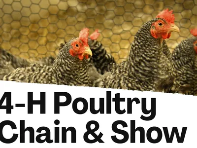 Picture of barred rock chickens with the text "4-H Poultry Chain & Show"