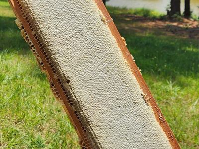 Frame of completely capped honey ready for harvest.