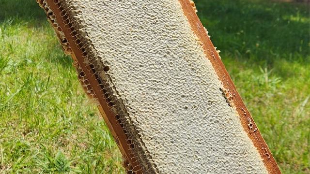 Frame of completely capped honey ready for harvest.