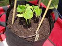 Grow bucket with cucumber plant
