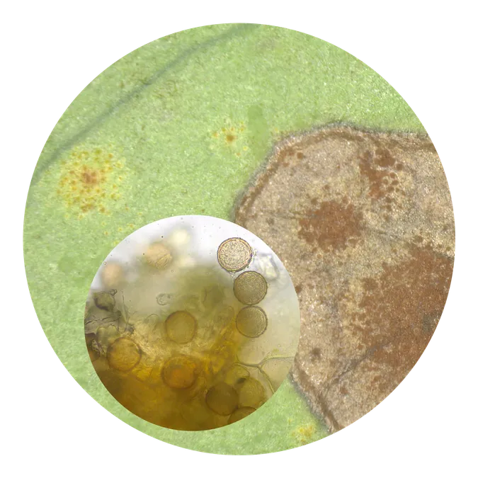 Circular image showing a brown dracaena plant on a metal table top. There are two circular insets, the one of the left shows the fluffy yellow fungus and the one on the right shows a scope image of the wiry spores.