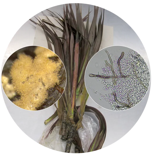 Circular image showing a flowering poppy with a red flower and browning leaves in the field. The circular inset shows circular golden spores.