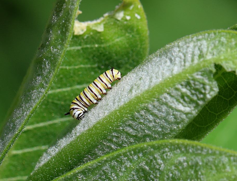 Early instar monarch caterpillar on milkweed in mid-April