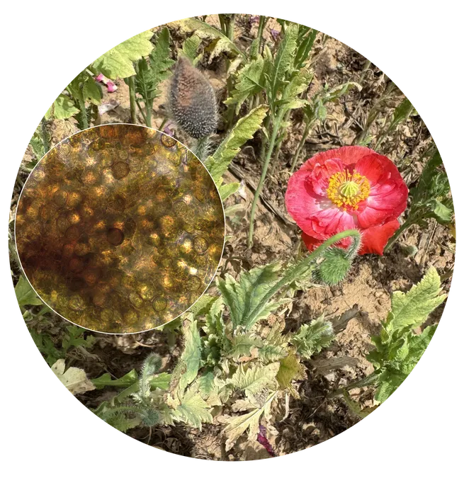 Circular image showing a portulaca plant with some browning of the foliage and stems. The circular inset shows the spores of the Dichotomophthora fungus.