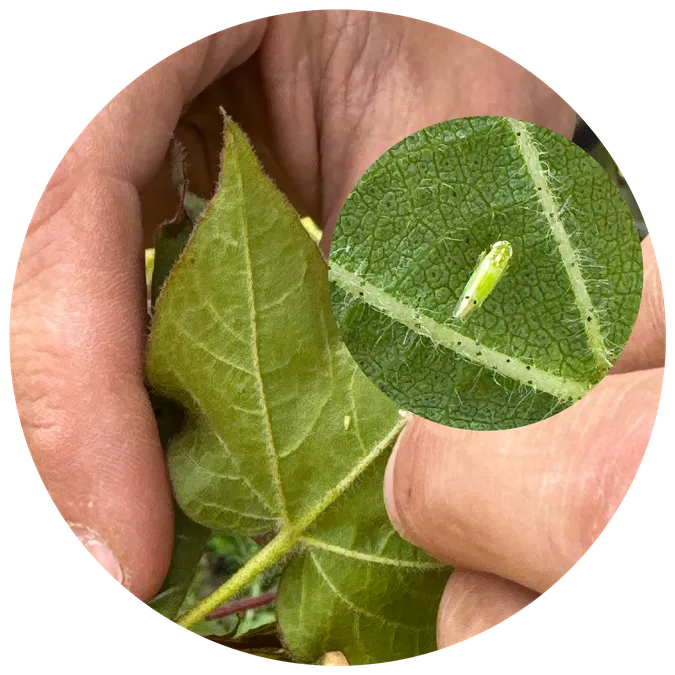 A circular image shows a person holding open a cotton leaf. The circular inset shows a small light green leafhopper among the leaf veins.