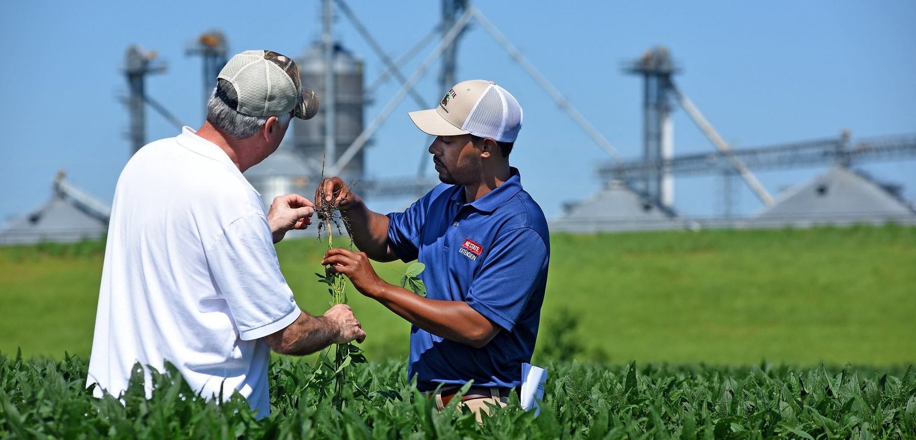two people look at a crop in a field