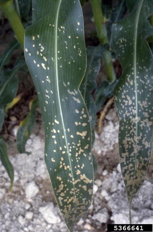 Corn leaf with paraquat injury showing large splotchy tan spots clustered near the apical half of the leaf