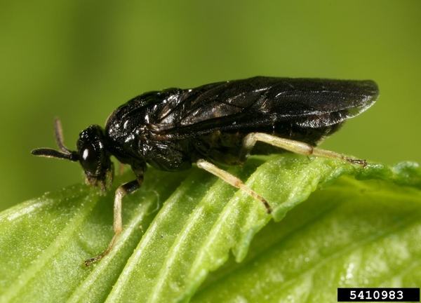 Black insect with 3-sets of cream colored legs and brown upper lip.
