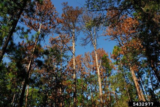 Dead pine trees due to Southern Pine Beetle Damage