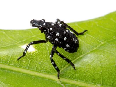 Close up photo of a spotted lanternfly nymph at the black and white stage.