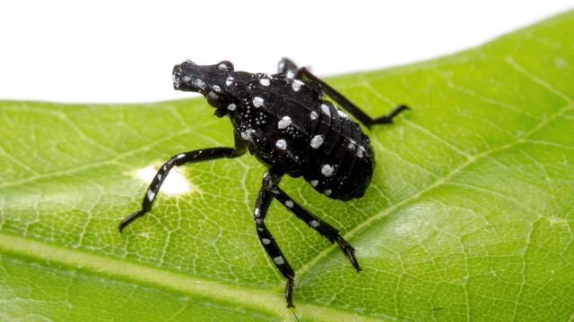 Close up photo of a spotted lanternfly nymph at the black and white stage.