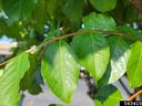 Honeydew on Crape Myrtle Leaves