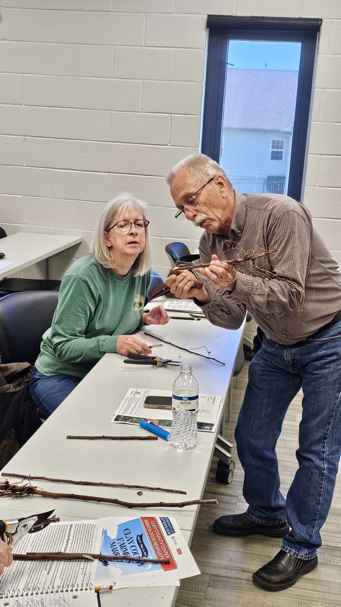 Two participants at a classroom table examine apple rootstock and scion wood while learning grafting techniques during a fruit tree grafting workshop at the Clay County Center.