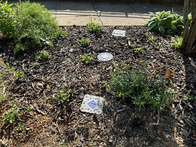 Stone tiles running through a garden bed, June 2025