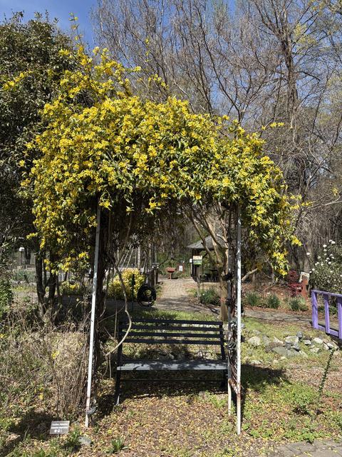 bench with a trellis above it covered in a yellow jessamine vine