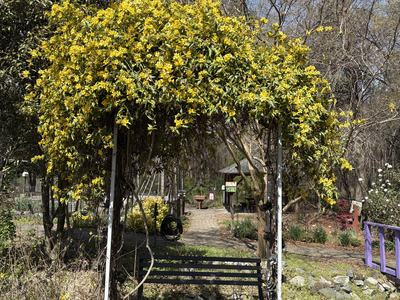 bench with a trellis above it covered in a yellow jessamine vine