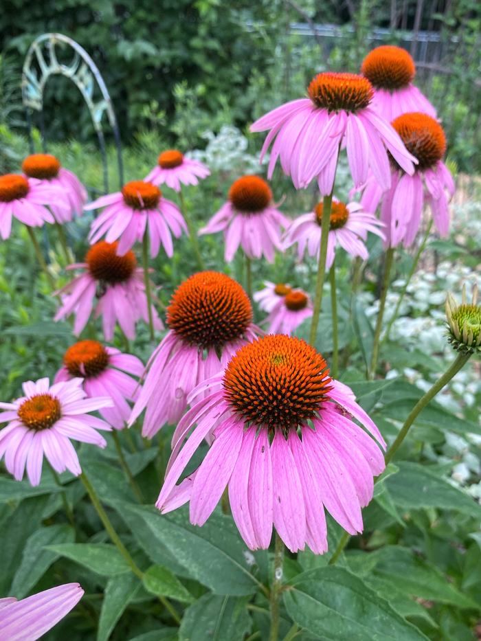 Cluster of purple coneflowers