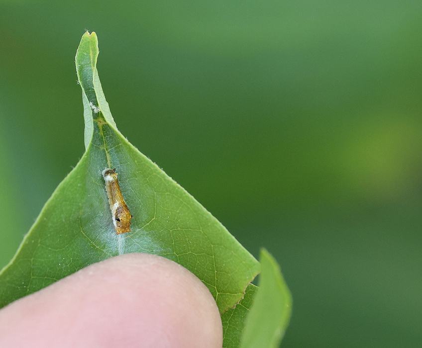 Early instar spicebush swallowtail caterpillar
