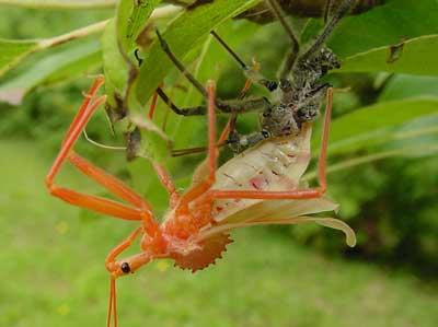 Wheel bug emerging from shed skin