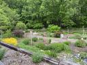 garden with various green plants and a flowering shrub
