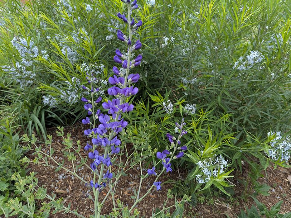 Wild indigo (foreground) with bluestar
