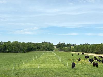 This is an image of beef steers (black) grazing several experimental paddocks of tall fescue.