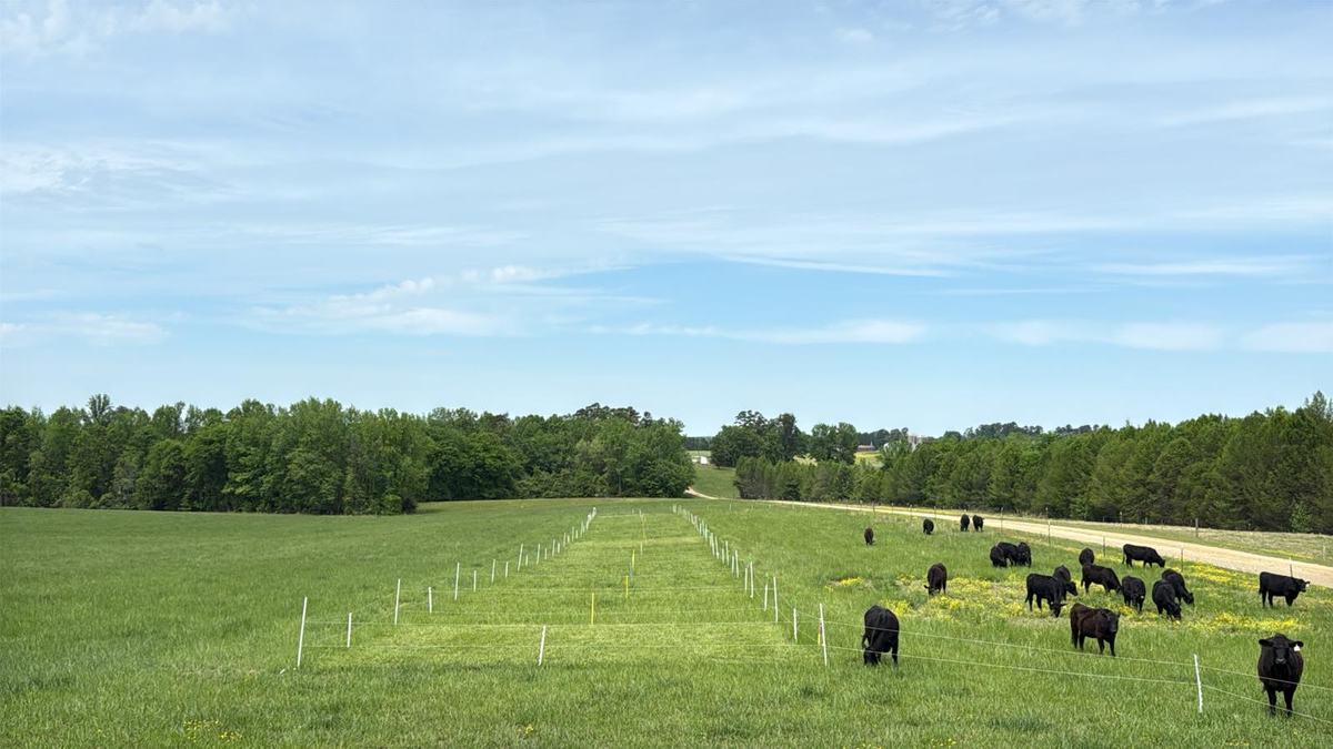 This is an image of beef steers (black) grazing several experimental paddocks of tall fescue.