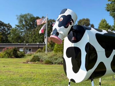 A black-and-white painted metal cow sculpture stands on a grassy lawn with flags in the background.