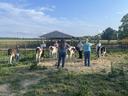 Pamlico County 4-H youth practicing how to properly walk and lead dairy calves during showmanship training