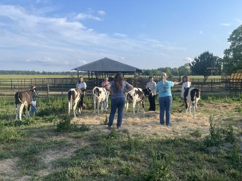 Pamlico County 4-H youth practicing how to properly walk and lead dairy calves during showmanship training