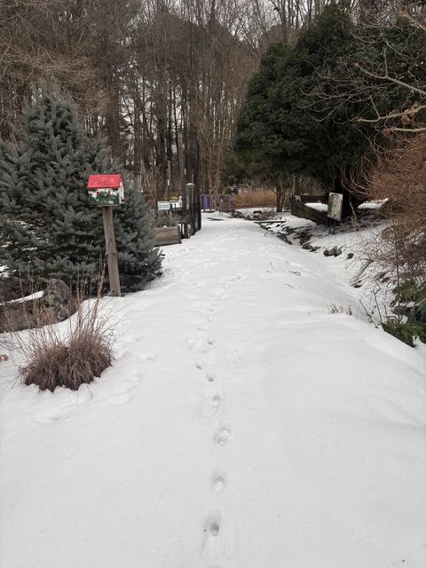 snow covered path in a garden